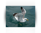 White Gull