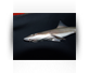 Small Shark