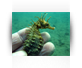 Seahorse
